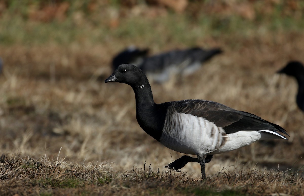 berneška tmavá (ssp. hrota) - ML190871091