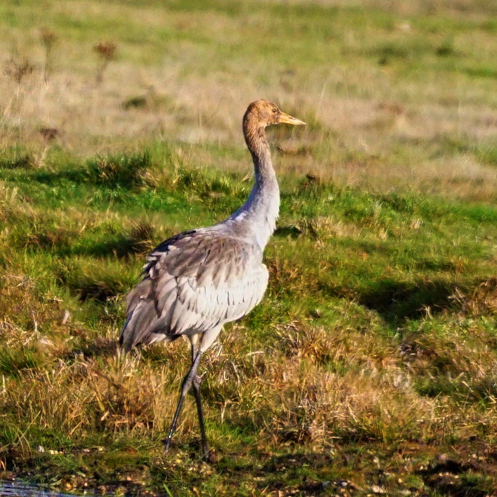 Common Crane - ML190871131