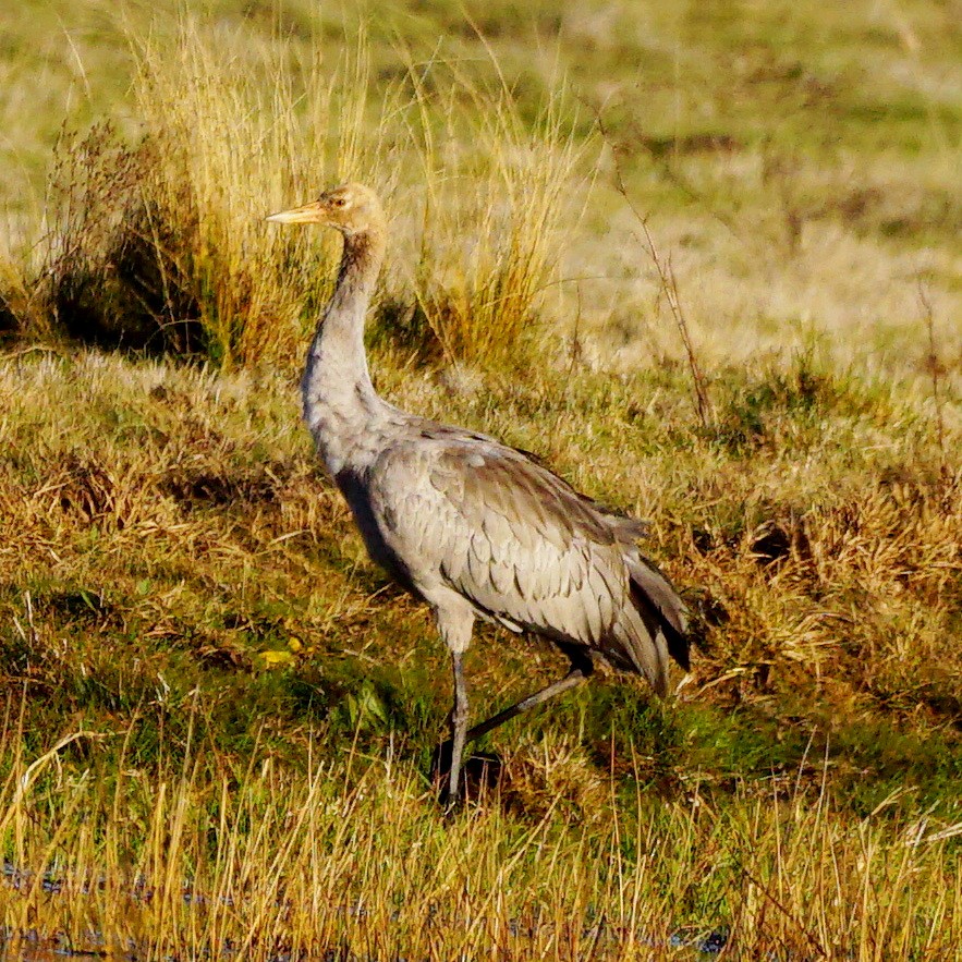 Common Crane - ML190871151