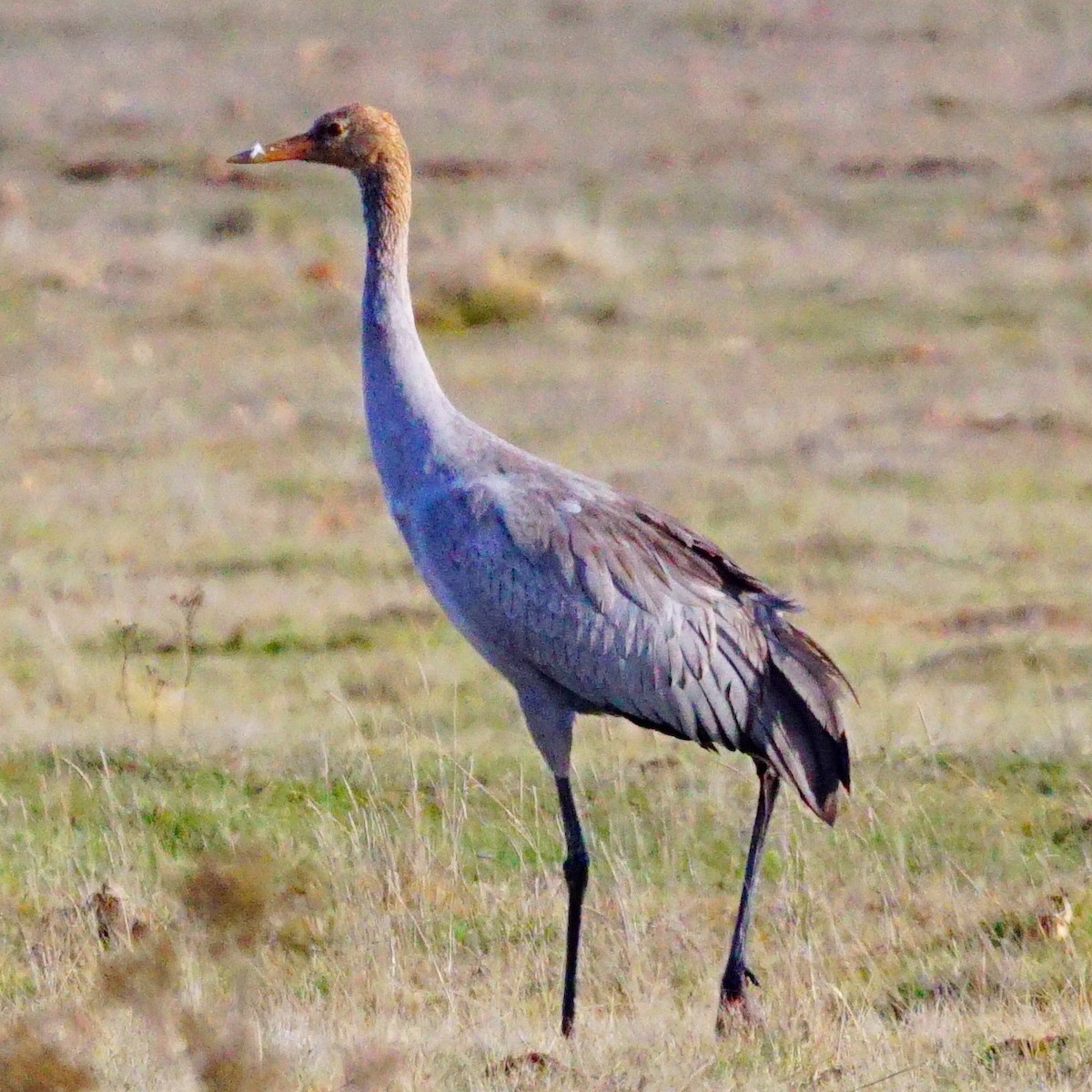 Common Crane - ML190871161