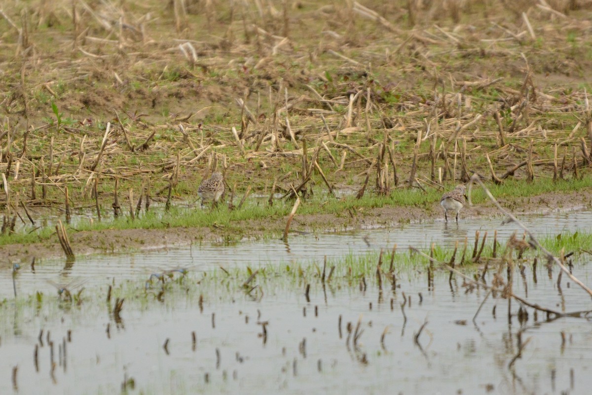 White-rumped Sandpiper - ML190871211