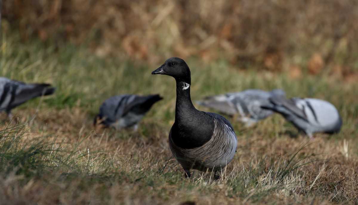 Brant (Atlantic) - ML190871271