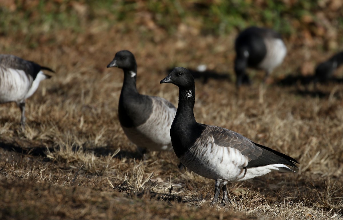 Barnacla Carinegra (hrota) - ML190871511