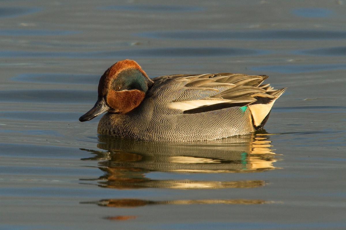 Green-winged Teal (Eurasian) - ML190872361