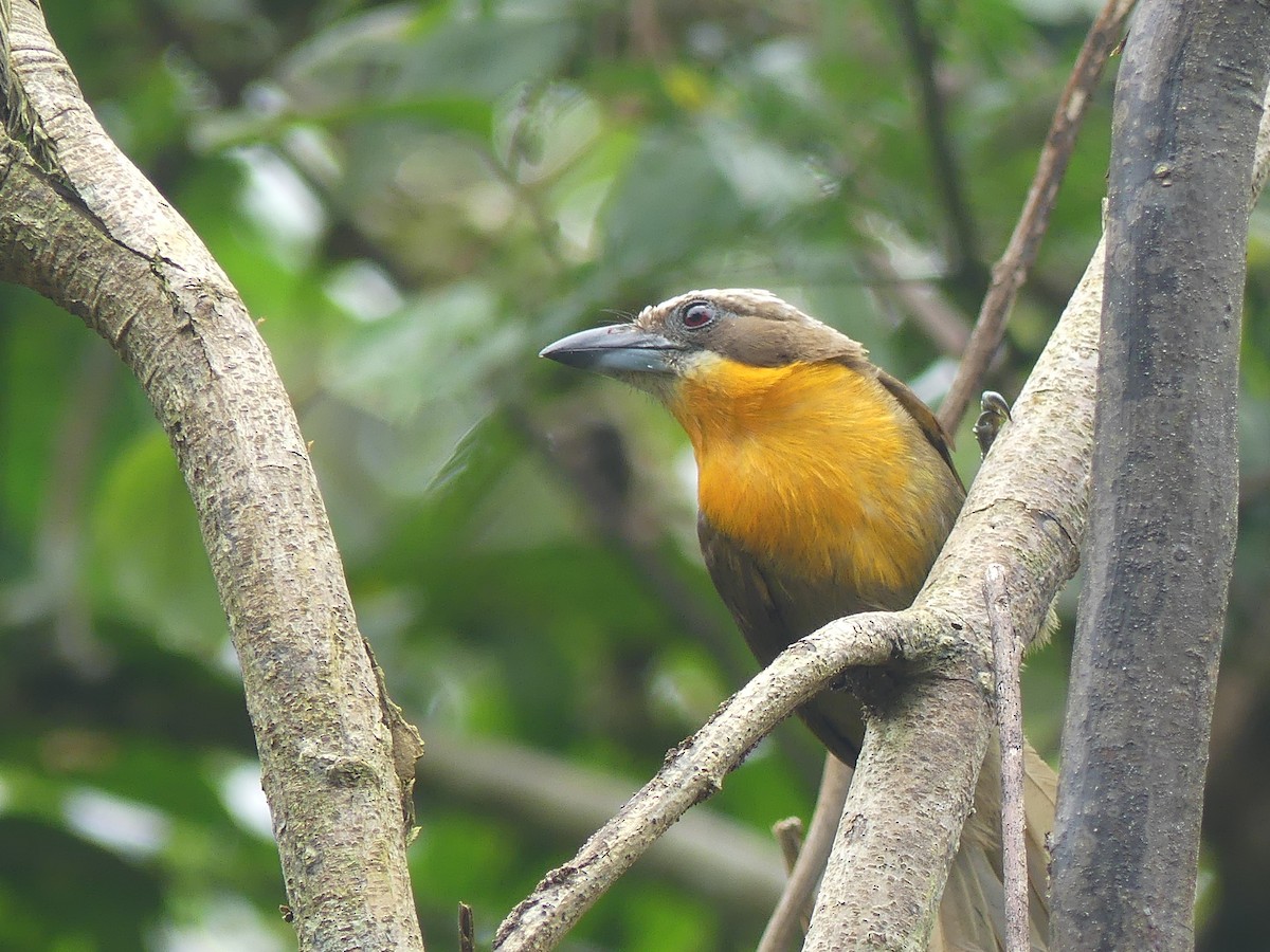 Scarlet-crowned Barbet - ML190872631