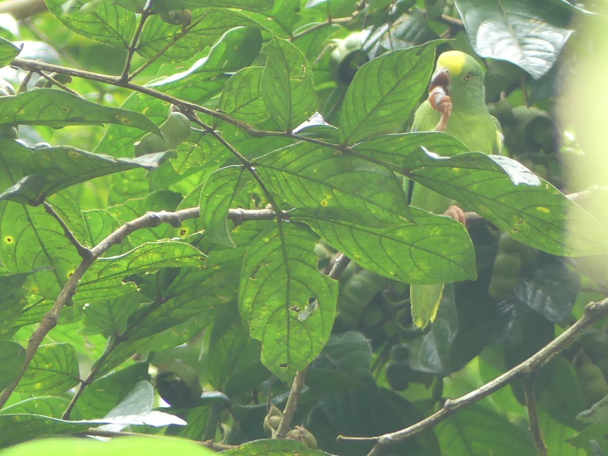 Tui Parakeet - Teresa Piraino