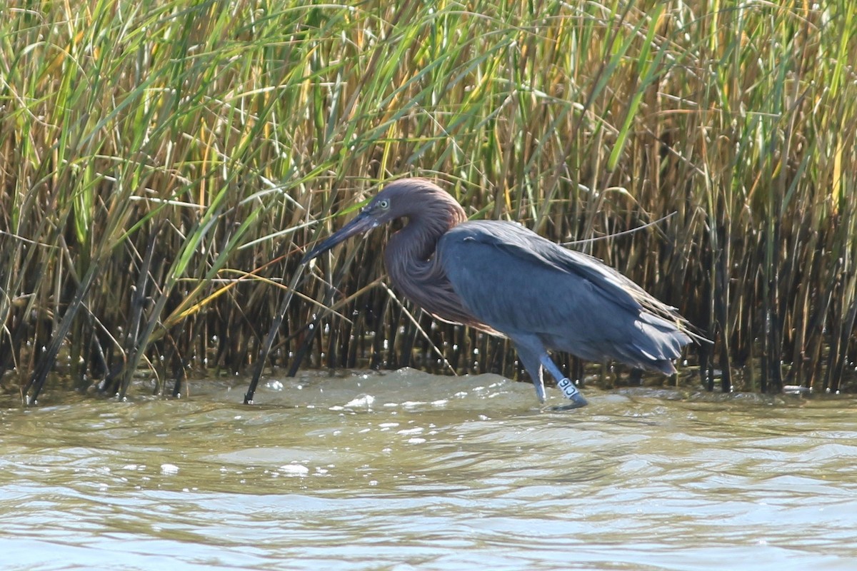 Reddish Egret - ML190873301