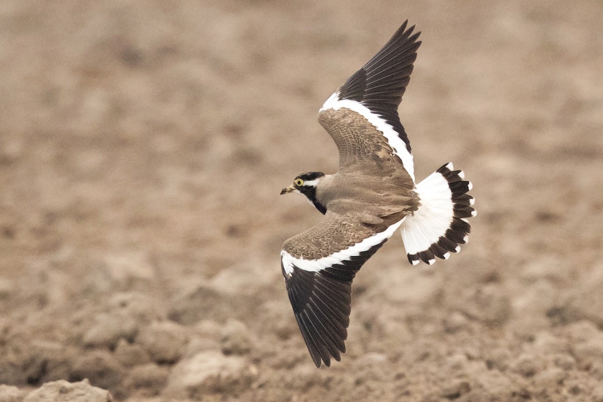 Banded Lapwing - ML190873631