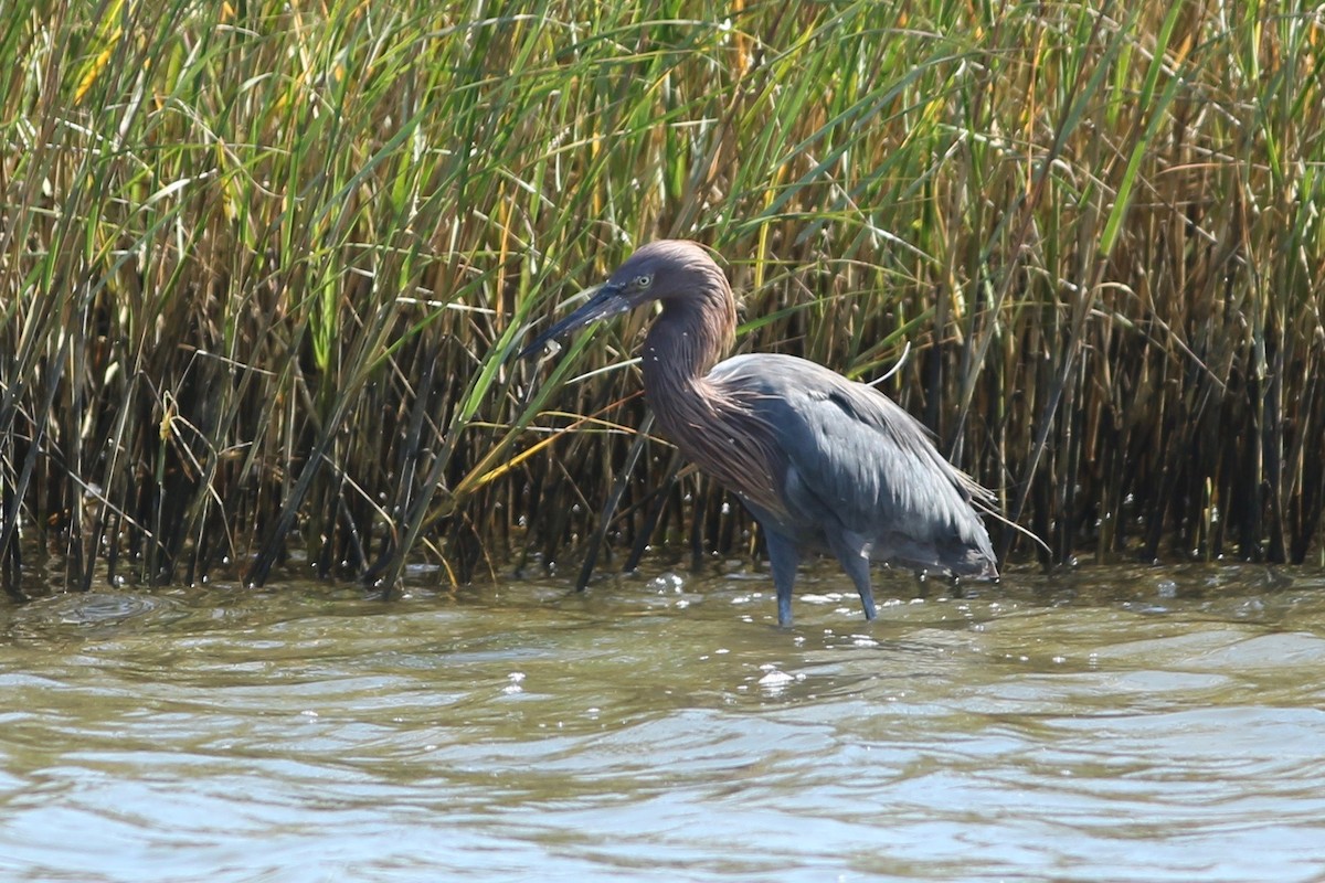 Reddish Egret - ML190873651