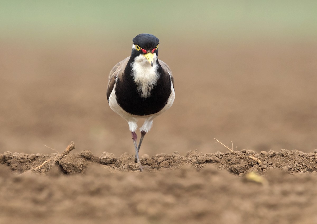 Banded Lapwing - ML190873751