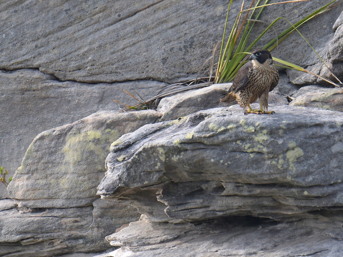Peregrine Falcon - ML190873801