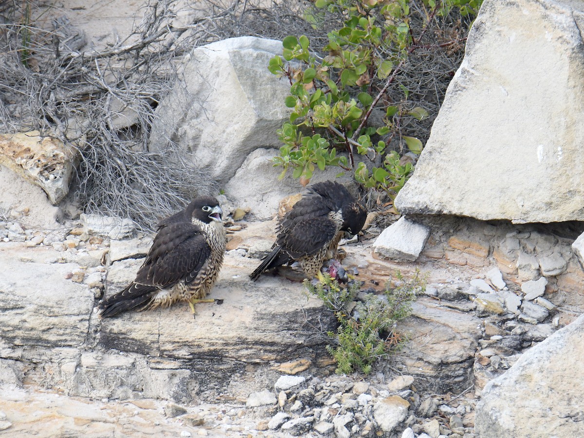 Peregrine Falcon - ML190873891