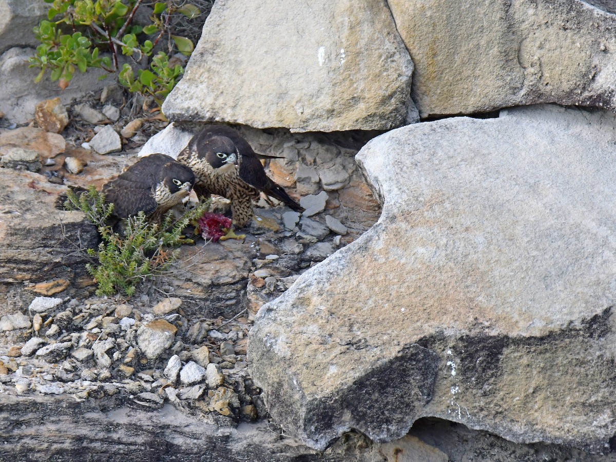 Peregrine Falcon - ML190873981