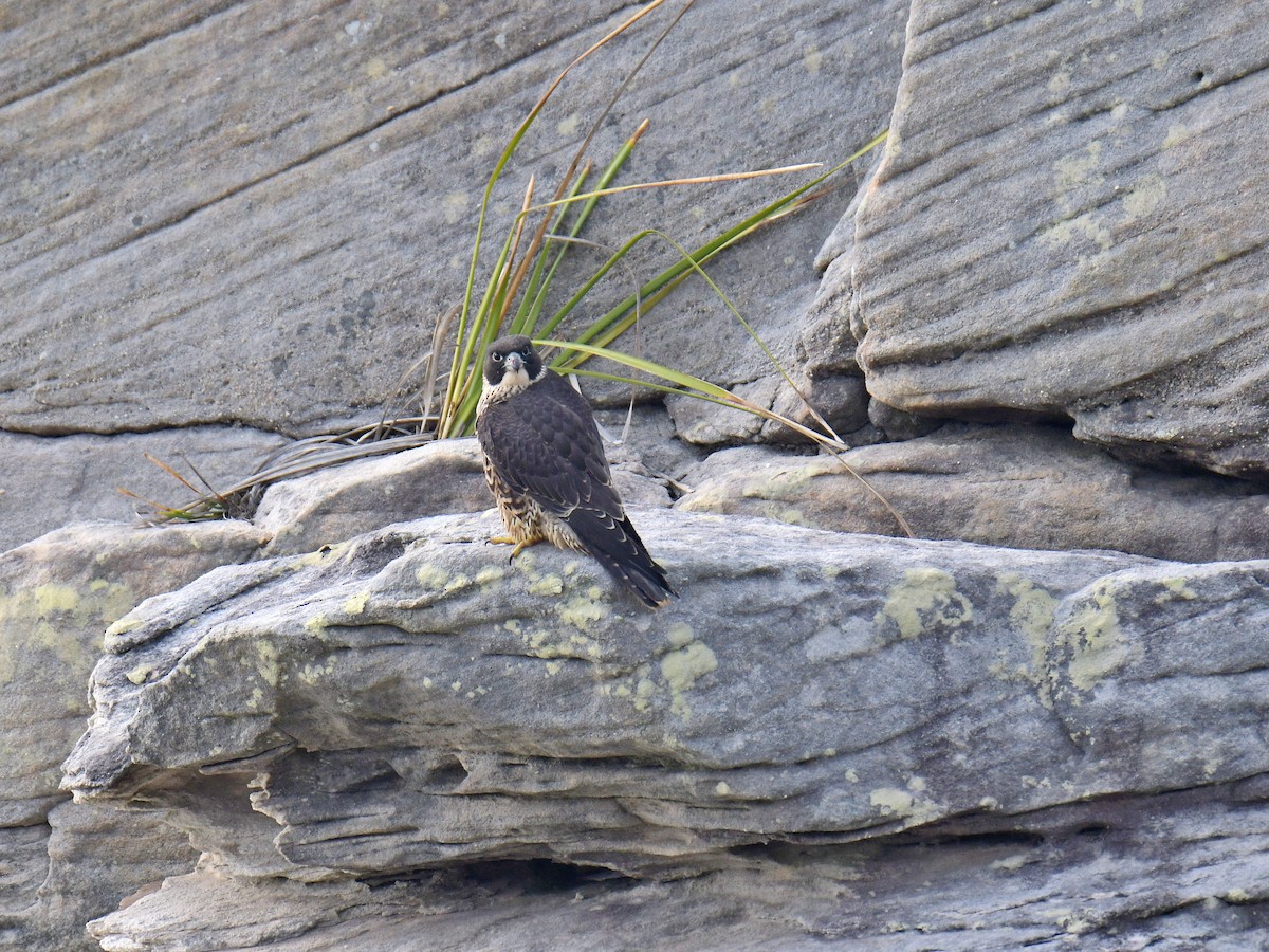 Peregrine Falcon - ML190874031