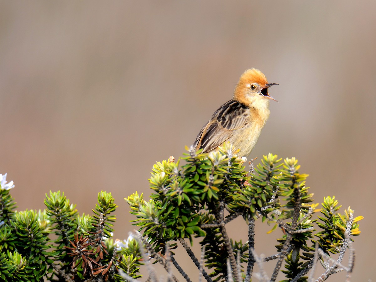 Golden-headed Cisticola - ML190874081