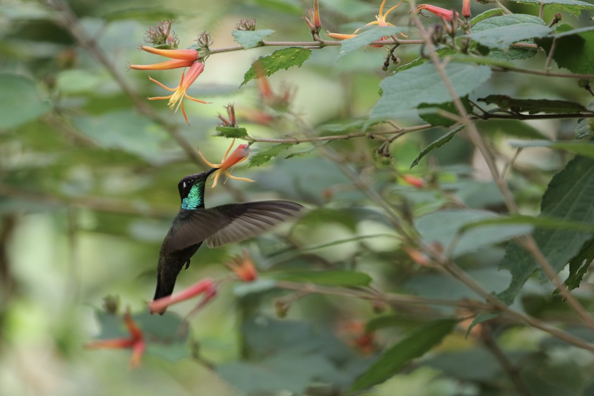 Rivoli's Hummingbird - ML190874121