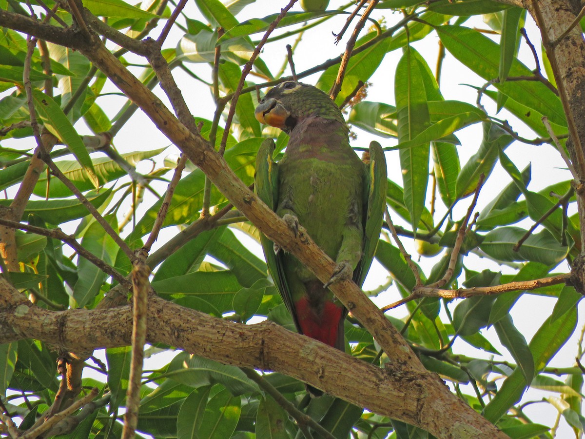Папуга-червоногуз зеленощокий - ML190874151