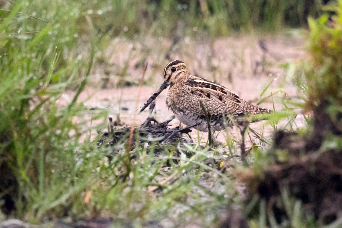 Latham's Snipe - David Irving