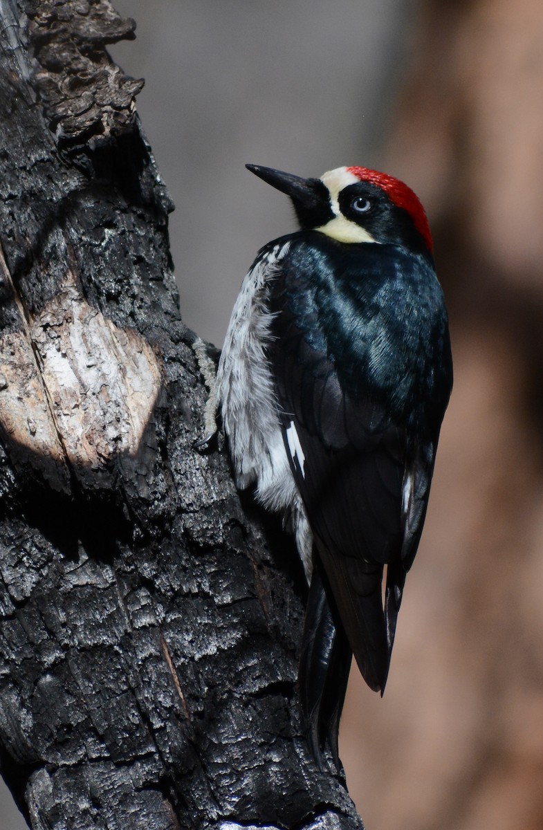 Acorn Woodpecker - Judith R Taylor