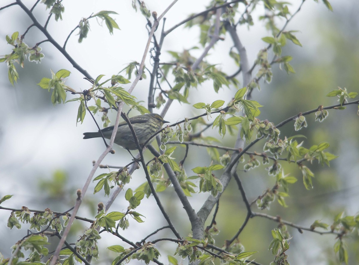 Cape May Warbler - ML190878041