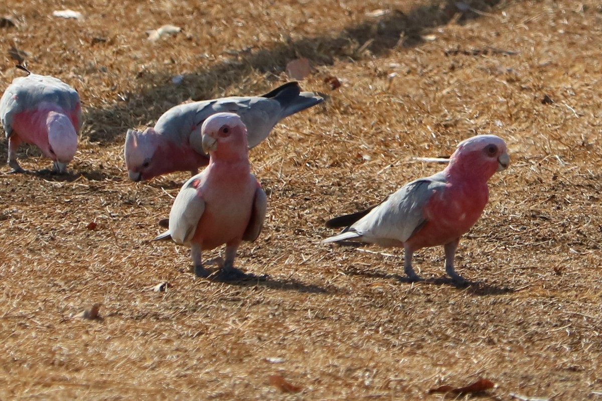 Galah - ML190878081