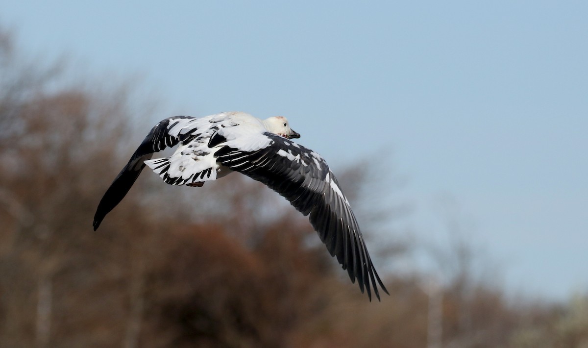 Snow Goose x Brant (hybrid) - Jay McGowan