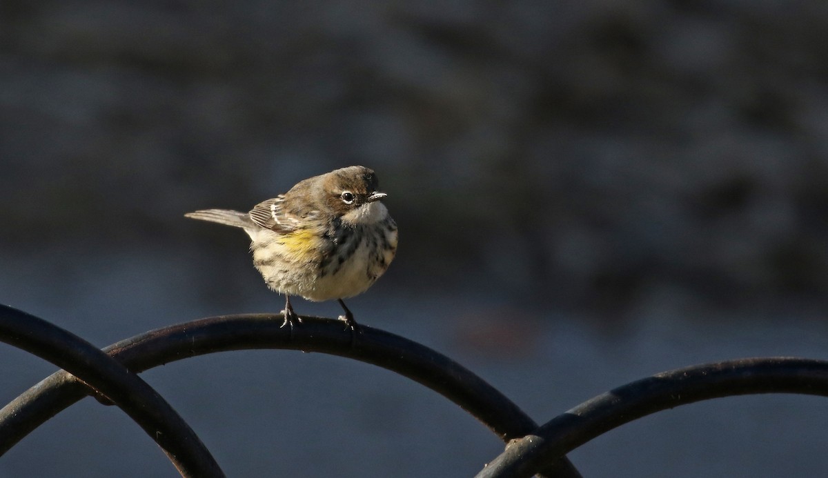 Yellow-rumped Warbler (Myrtle) - ML190878831