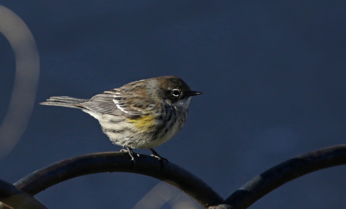 Yellow-rumped Warbler (Myrtle) - ML190878871