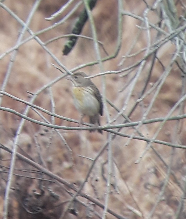 Dickcissel - ML190879541