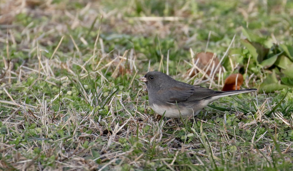 strnadec zimní (ssp. hyemalis/carolinensis) - ML190880071