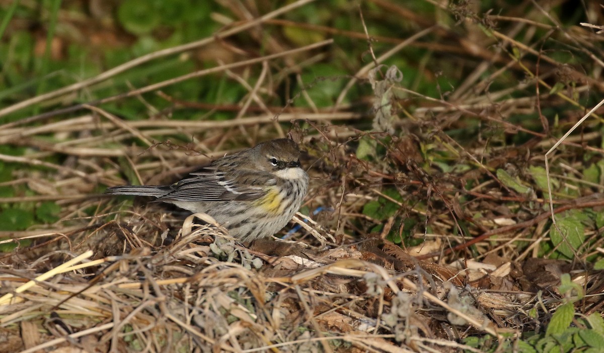 Yellow-rumped Warbler (Myrtle) - ML190880311