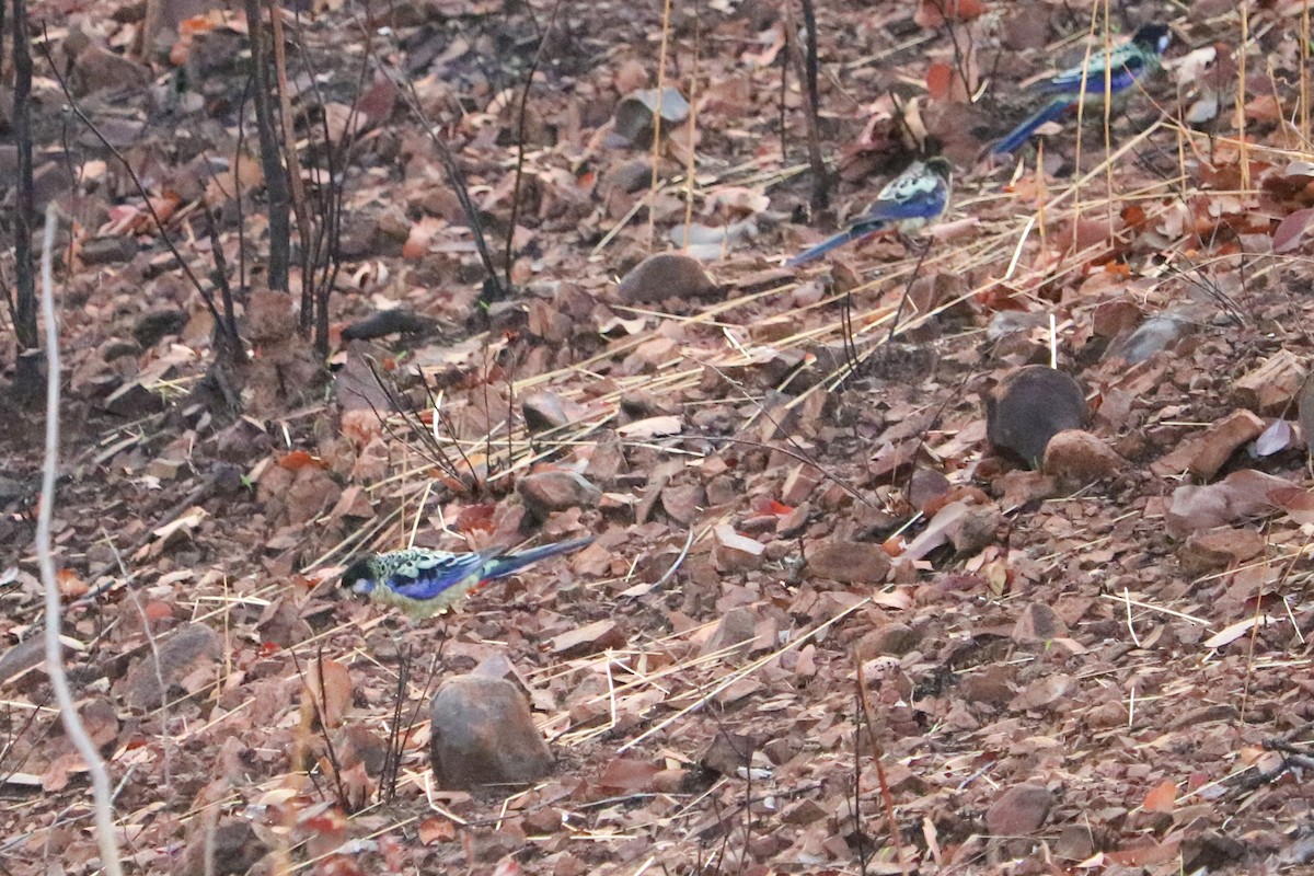 Northern Rosella - ML190881241