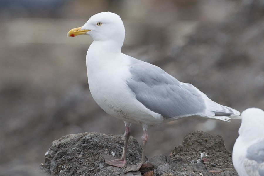 Herring x Glaucous Gull (hybrid) - ML190881921