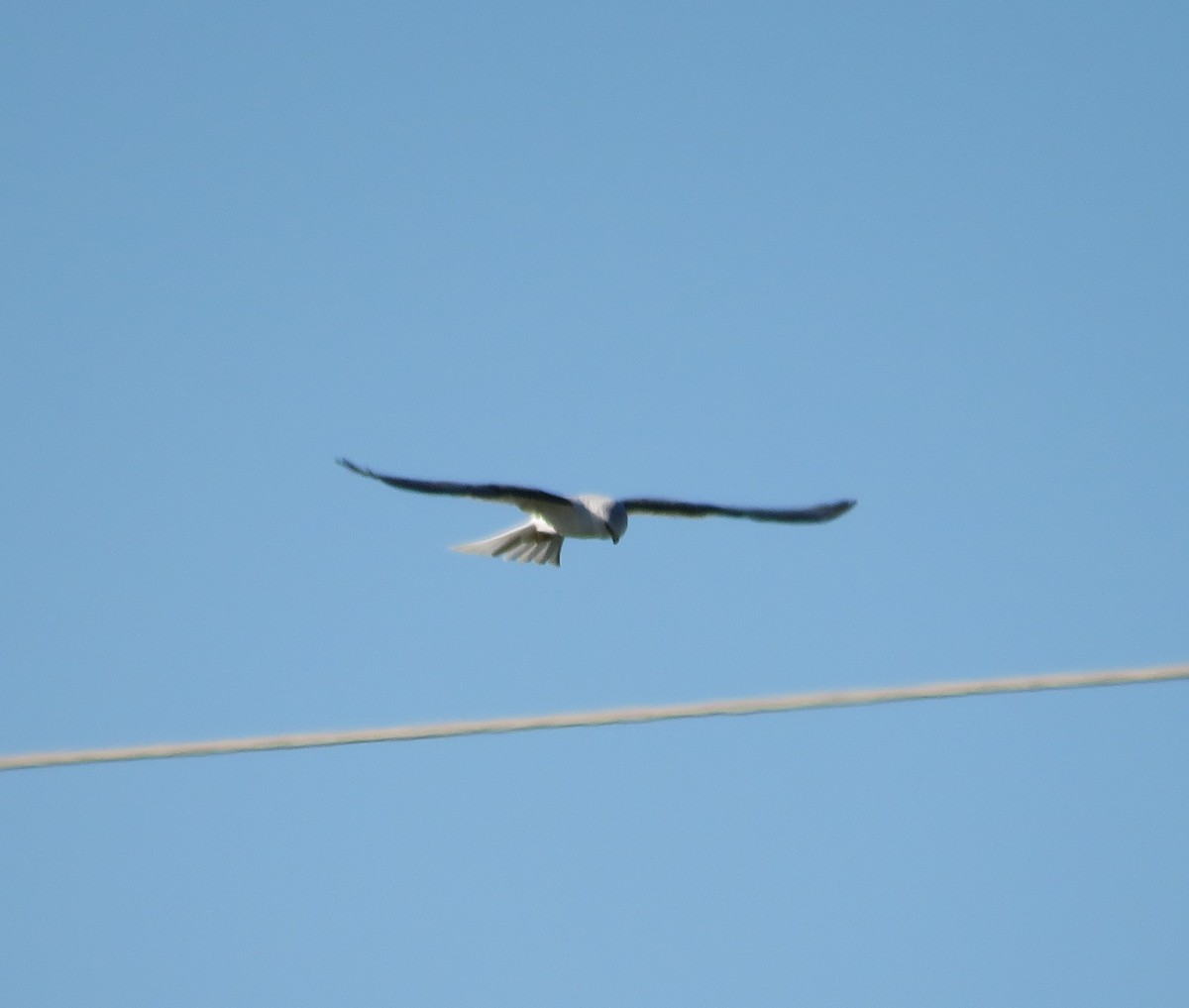 White-tailed Kite - Jeanne Kaufman