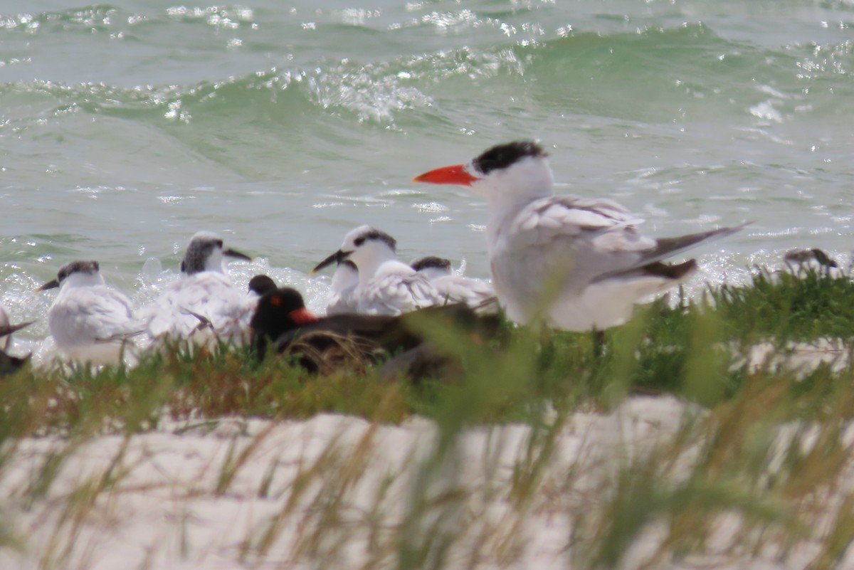 Caspian Tern - ML190885951