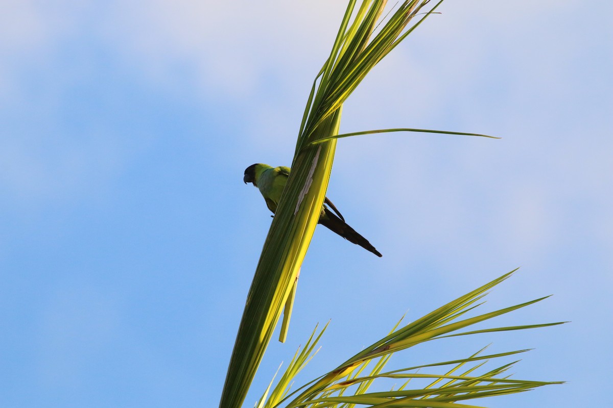 Nanday Parakeet - ML190886381