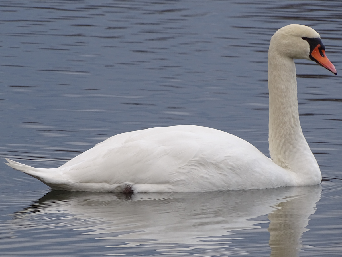 Mute Swan - ML190888291