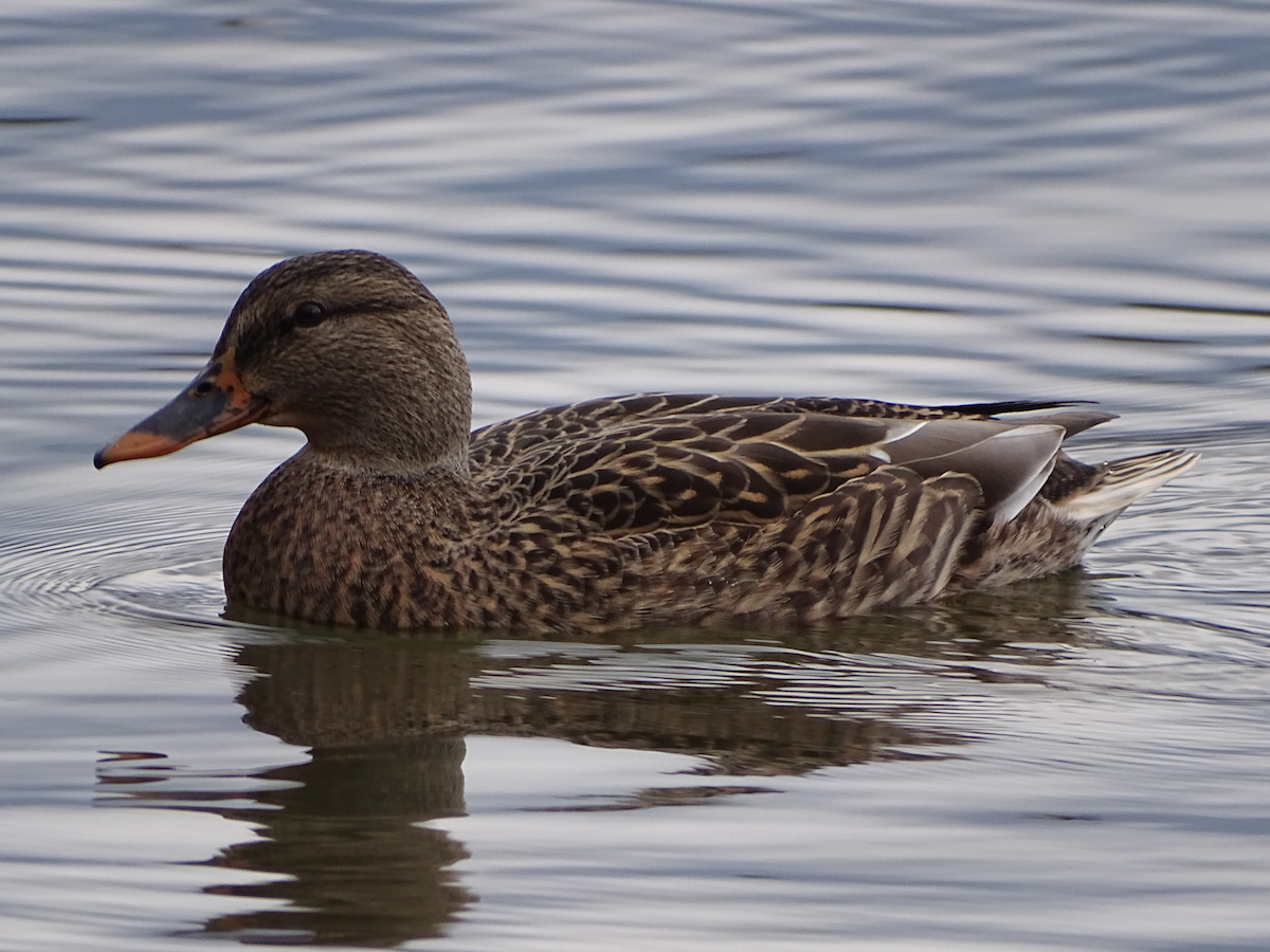 Mallard - ML190888551