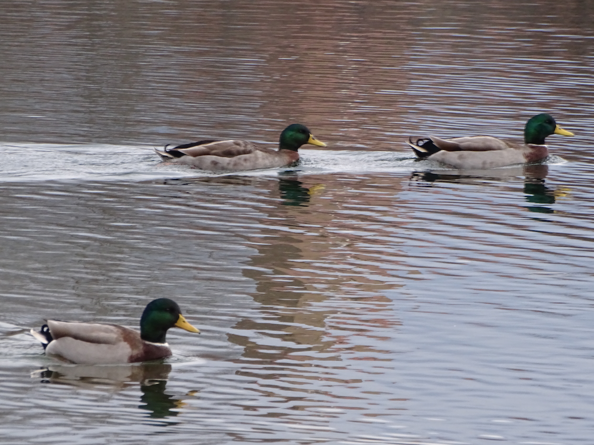 Mallard - ML190888561