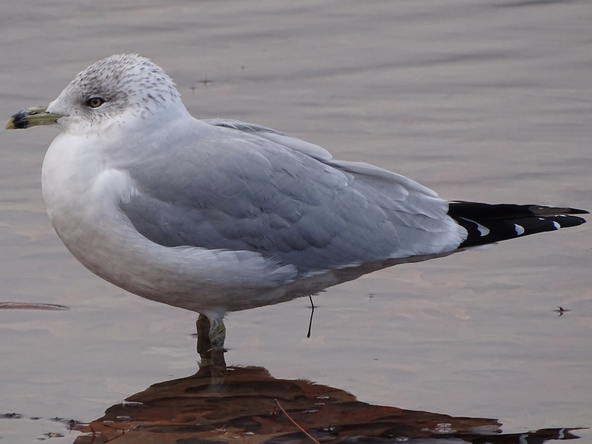 Ring-billed Gull - ML190888701