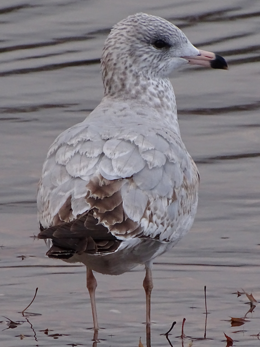 Ring-billed Gull - ML190888741