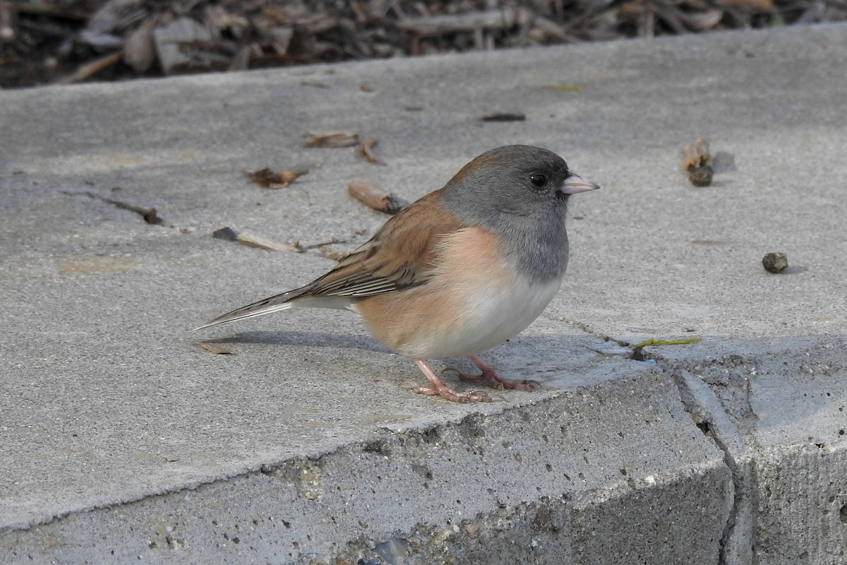 Dark-eyed Junco - C Morris