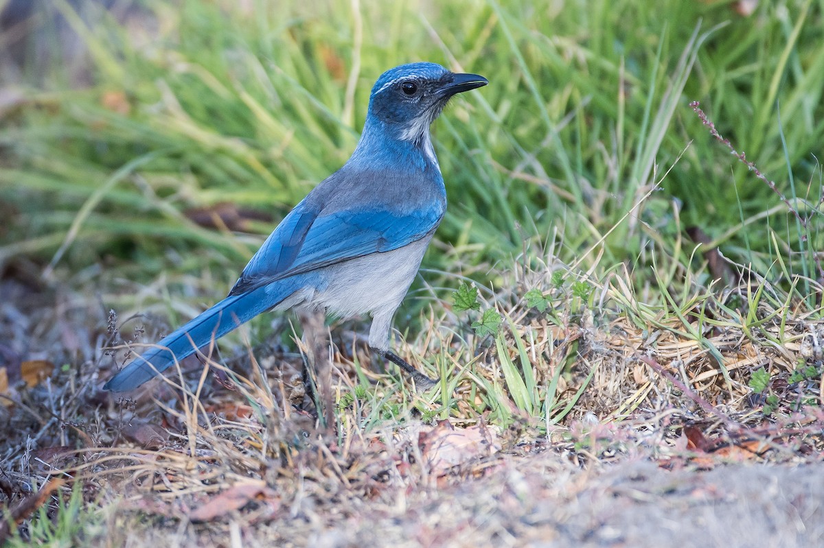 California Scrub-Jay - ML190891041