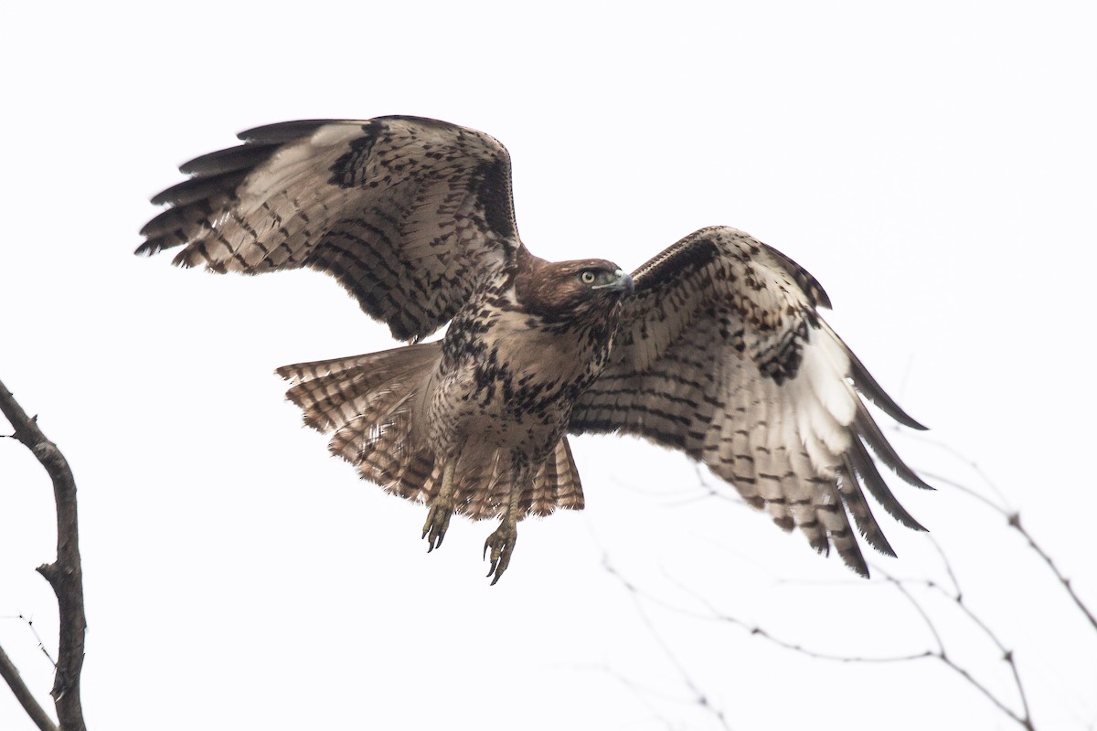 Red-tailed Hawk - ML190891961