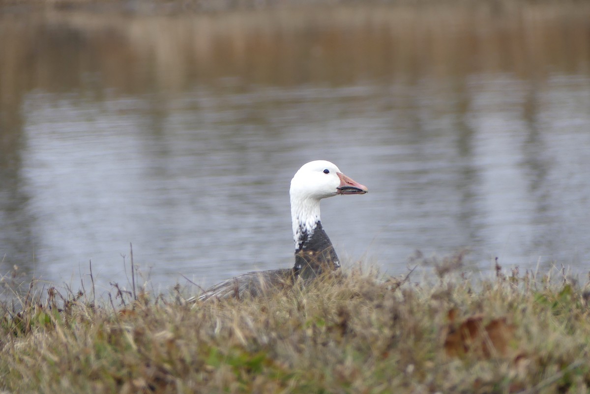 Snow Goose - ML190892501