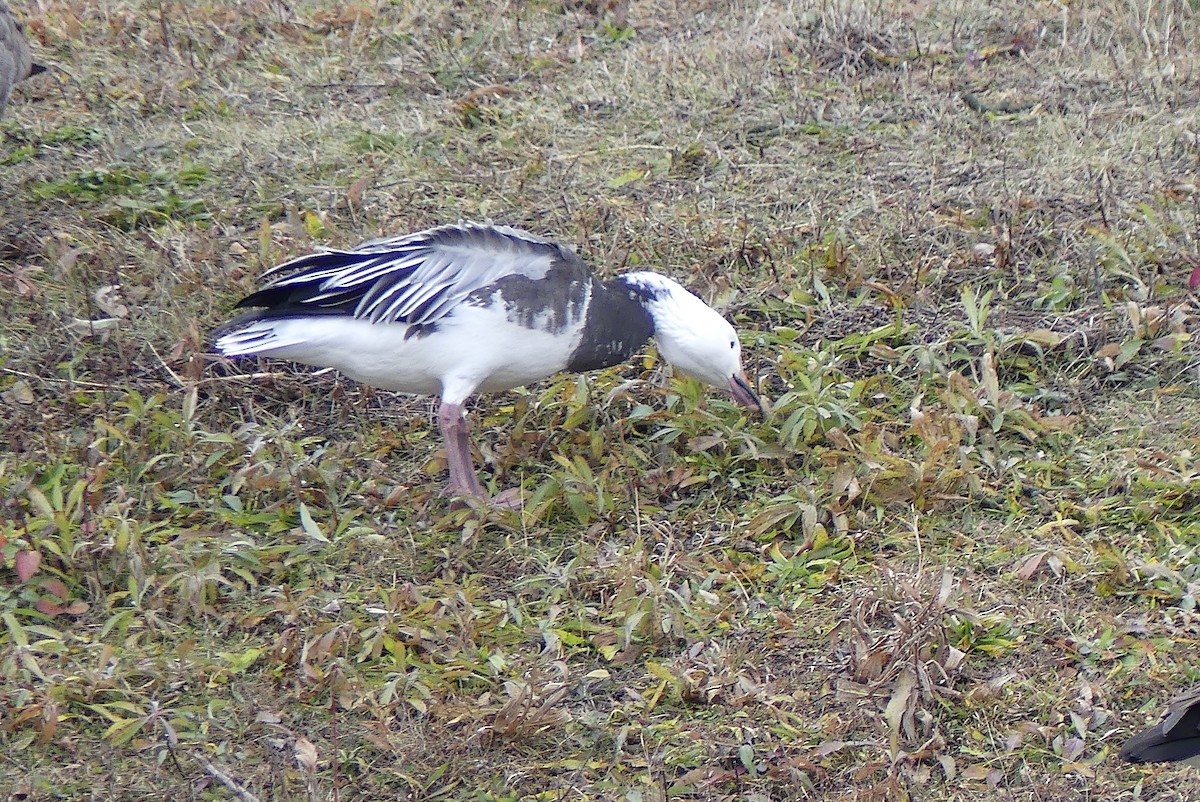 Snow Goose - ML190892611