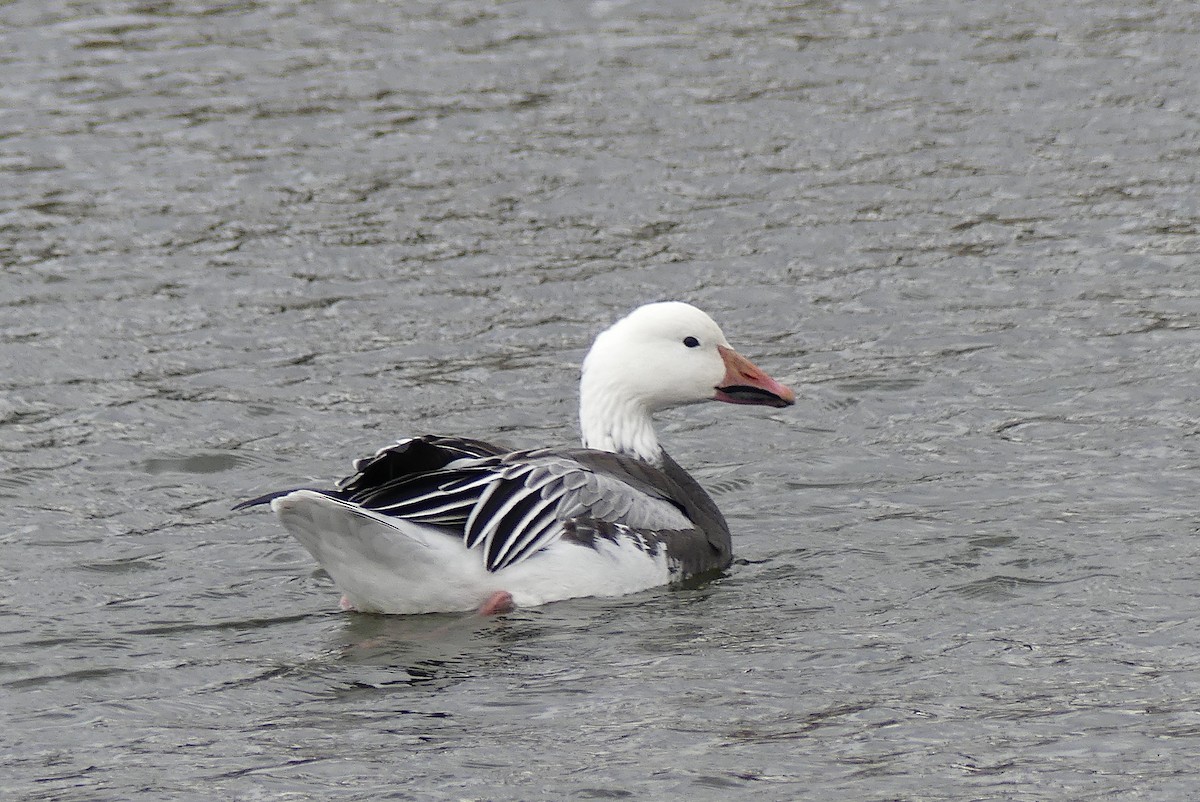 Snow Goose - ML190892681