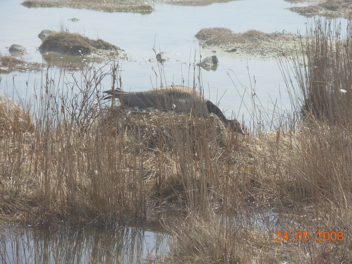 Canada Goose - ML190892831