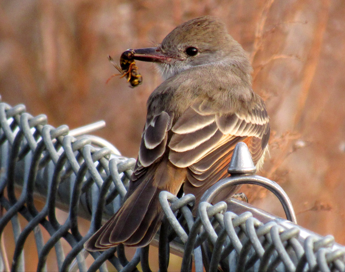 Ash-throated Flycatcher - ML190895161