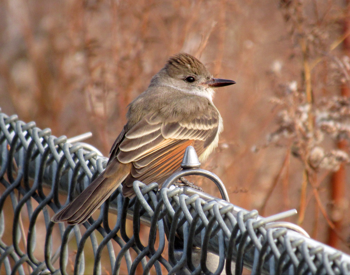 Ash-throated Flycatcher - ML190895311